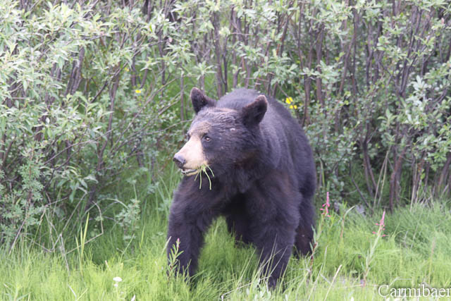 www.carmibaer.de_reisebericht_alaska-808.jpg www.carmibaer.de_reisebericht_alaska-808.jpg