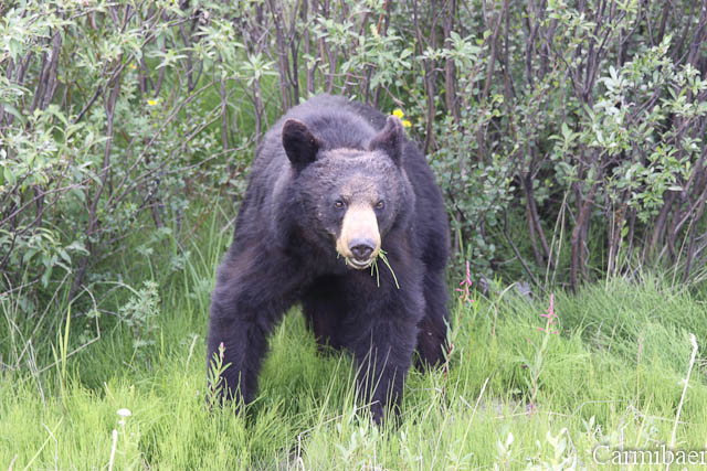 www.carmibaer.de_reisebericht_alaska-812.jpg www.carmibaer.de_reisebericht_alaska-812.jpg