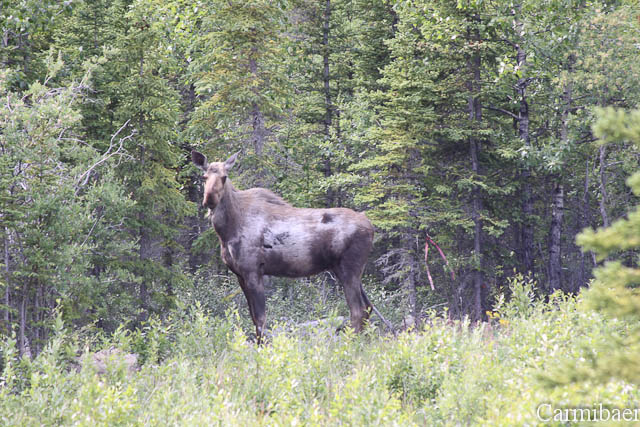www.carmibaer.de_reisebericht_alaska-817.jpg www.carmibaer.de_reisebericht_alaska-817.jpg