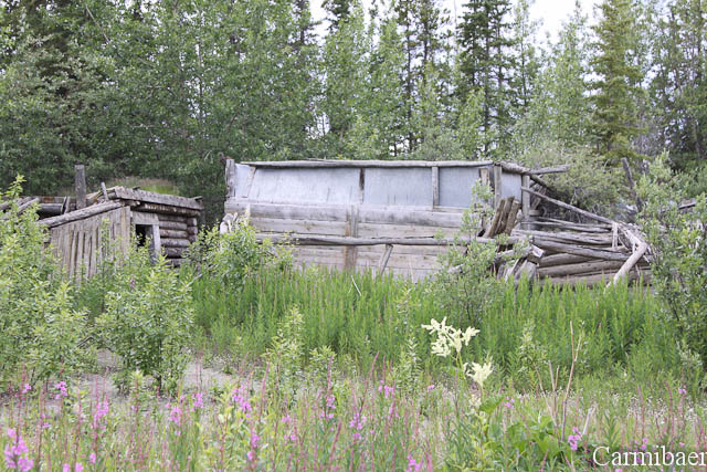 www.carmibaer.de_reisebericht_alaska-830.jpg www.carmibaer.de_reisebericht_alaska-830.jpg