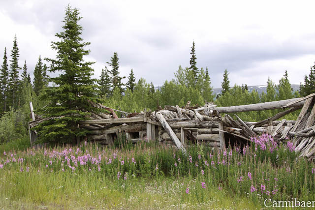 www.carmibaer.de_reisebericht_alaska-829.jpg www.carmibaer.de_reisebericht_alaska-829.jpg